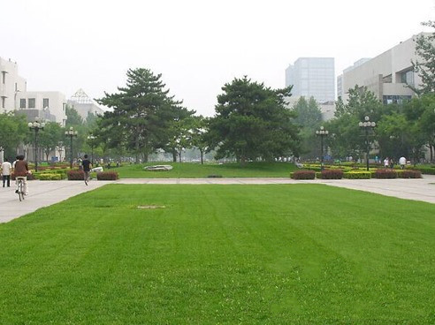 广场人造草坪