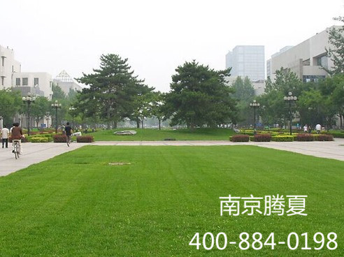 楼顶高尔夫球场人造草坪